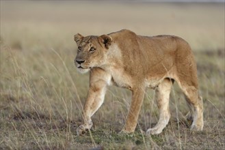 Lioness (Panthera leo) submissively approaching the male pack-leader