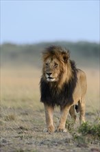 Male lion (Panthera leo) with a dark mane