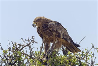Tawny eagle (Aquila Rapax)