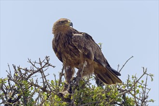 Tawny eagle (Aquila Rapax)