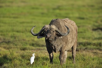 African buffalo or cape buffalo (Syncerus caffer)