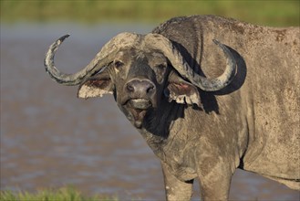 African buffalo or cape buffalo (Syncerus caffer)