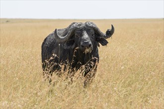 Old african buffalo
