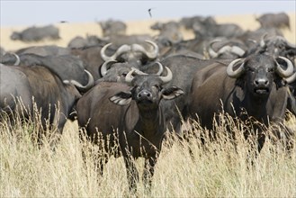 Herd of African buffalo or cape buffalo (Syncerus caffer)