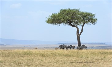 Vast landscape in the Masai Mara with zebras (Equus quagga) under an umbrella thorn acacia (Acacia tortilis)
