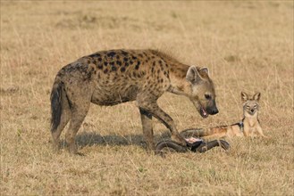 Hungry jackal (Canis mesomelas) watching a spotted hyena (Crocuta crocuta) at a carcass