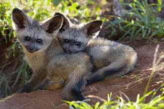Young bat-eared foxes (Otocyon megalotis)