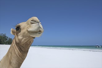 Dromedary or Arabian camel (Camelus dromedarius)