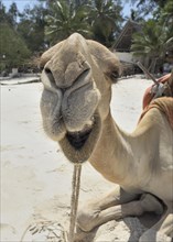 Dromedary or Arabian camel (Camelus dromedarius)