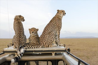 A cheetah (Acinonyx jubatus) with two cubs sitting on the car top