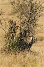 Female Cheetah (Acinonyx jubatus)