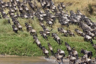 Herd of wildebeests or gnus (Connochaetes taurinus) crossing the Sand River