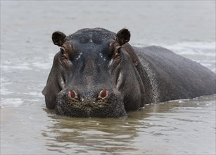 Hippo (Hippopotamus amphibius) in the Mara River