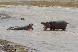 A hippo (Hippopotamus amphibius) tries to chase away a rival