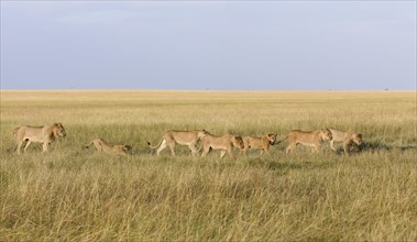 Pride of lions (Panthera leo) roaming savanna