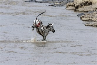 Plains zebra (Equus quagga) crossing river