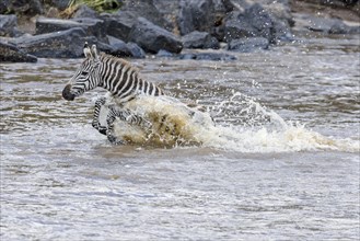 Young plains zebra (Equus quagga) crossing river in panic