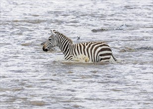 Plains zebra (Equus quagga) being followed by Nile crocodiles (Crocodylus niloticus) while crossing river