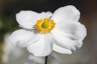 Flowering Japanese anemone (Anemone x hybrida Honorine Jobert)