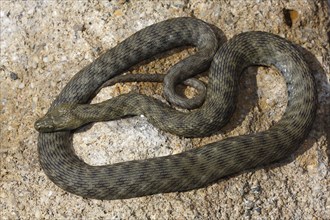 Dice Snake (Natrix tessellata) basking on stone