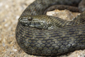 Dice Snake (Natrix tessellata) basking on stone