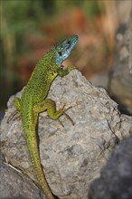 European Green Lizard (Lacerta viridis) male in breeding plumage basking on rocks