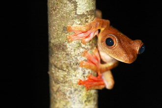 Harlequin tree frog (Rhacophorus pardalis) at night
