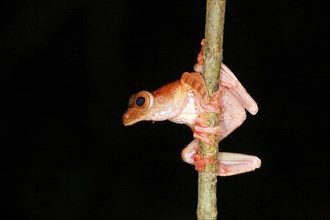 Harlequin tree frog (Rhacophorus pardalis) at night