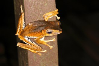 Borneo eared frog (Polypedates otilophus)