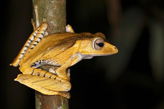 Borneo eared frog (Polypedates otilophus)