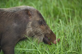 Bornean bearded pig (Sus barbatus)