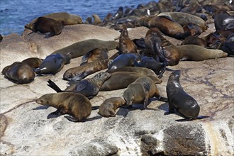 Brown fur seals (Arctocephalus pusillus)