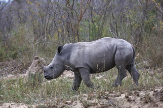 Young Black Rhinoceros (Diceros bicornis)