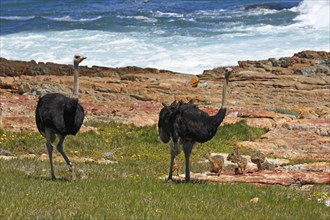 Southern ostriches (Struthio camelus australis)