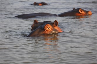 Hippos (Hippopatamus amphibius) in the water