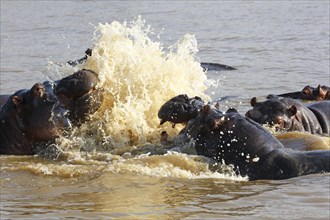 Hippos arguing (Hippopatamus amphibius) in the water
