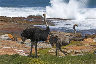 Southern ostriches (Struthio camelus australis)