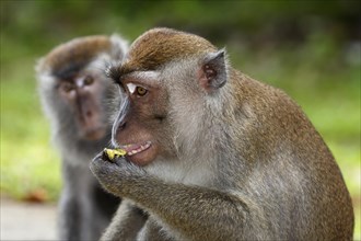 Crab-eating macaques (Macaca fascicularis)