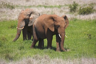 African bush elephants (Loxodonta africana) covered in red mud