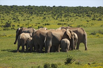 African bush elephants (Loxodonta africana) forming circle