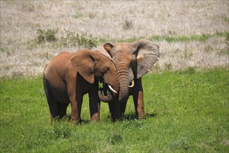 African bush elephants (Loxodonta africana)