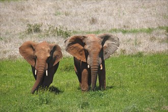 African bush elephants (Loxodonta africana)