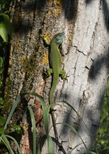 European green lizard (Lacerta viridis) male in mating dress