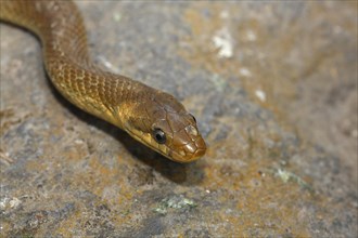 Aesculapian snake (Zamenis longissimus)
