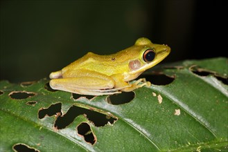 White-lipped frog (Rana chalconota)