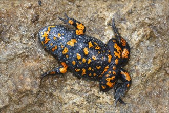 European fire-bellied toad (Bombina bombina) lying in shock position on the back
