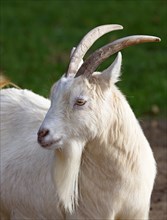 White West African dwarf goat (Capra hircus)