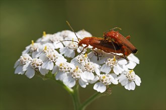 Common red soldier beetles (Rhagonycha fulva)