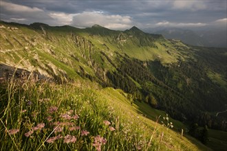 Alpine meadows in summer