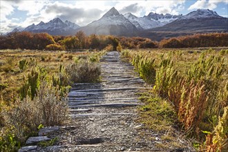 Path through bog